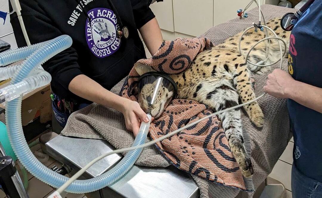 En esta foto de enero de 2023 de Cincinnati Animal CARE, un serval recibe tratamiento después de que se descubrió que tenía cocaína en su sistema. Foto: AP