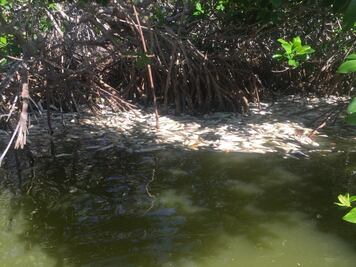 Ausencia de oxigeno en agua provocaría muerte de especies marinas en Sinaloa