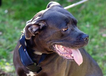 Los 25 nombres más originales para perros pitbull; encuentra el que mejor encaje con su carácter