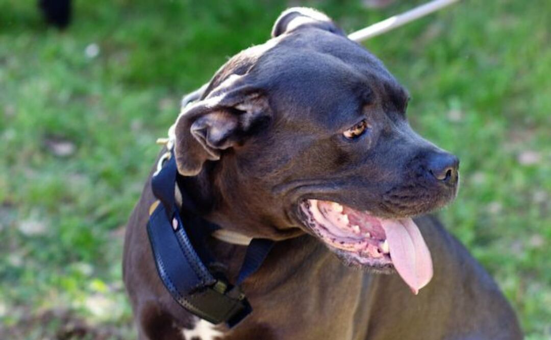 Elegir el nombre perfecto de tu pitbull es un paso importante que puede influir en cómo los demás perciben a tu perro. Fuente: Freepik.