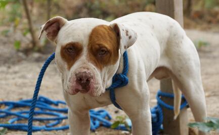 Muere niño de 9 años tras ser atacado por perros en Brasil