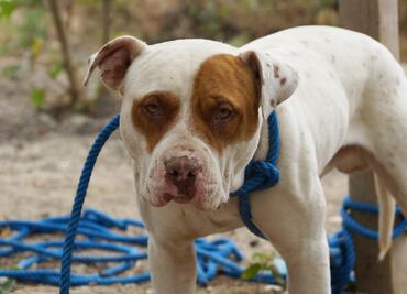 Muere niño de 9 años tras ser atacado por perros en Brasil