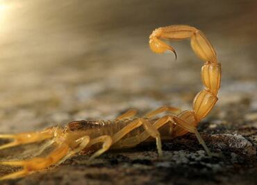 Escorpión pica a mujer en pleno vuelo de CDMX a Chicago