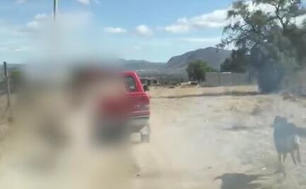 Ordena gobernador de Hidalgo investigación por denuncia de maltrato animal