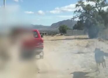 Ordena gobernador de Hidalgo investigación por denuncia de maltrato animal