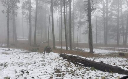 Reportan primera nevada en Tamaulipas