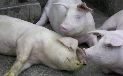 Prematuro, hablar de nueva cepa de gripe con potencial pandémico