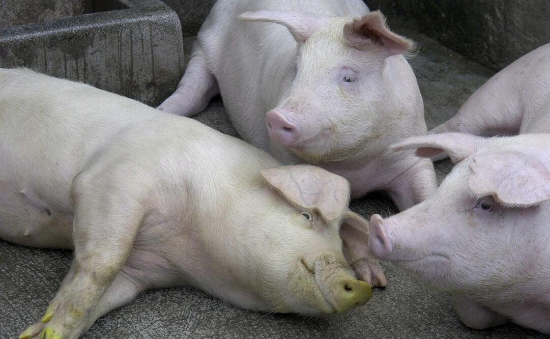 Foto: EFE/Eddie Cheng, archivo