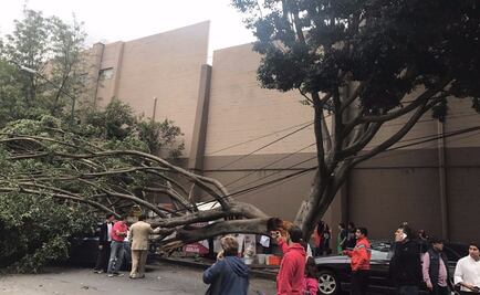 Árbol cae sobre auto en colonia Del Valle