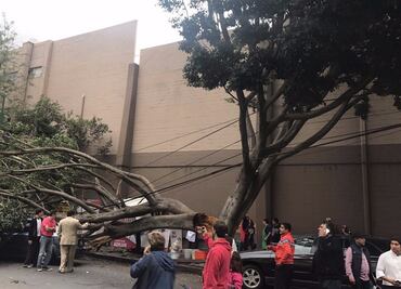 Árbol cae sobre auto en colonia Del Valle