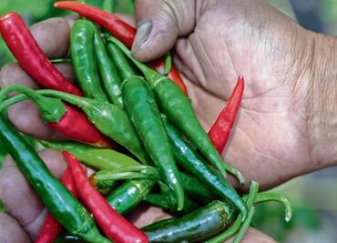 El chile chicuarote, en peligro de extinción