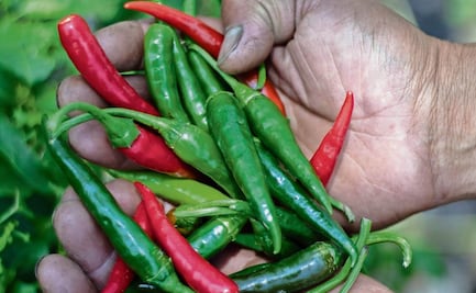 El chile chicuarote, en peligro de extinción