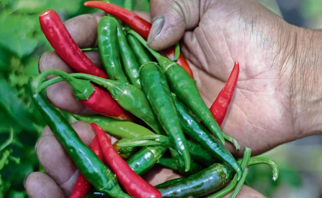 El chile chicuarote se siembra en marzo y se cultiva de julio a septiembre. Es de tonos verdes y naranja, tiene un sabor ahumado y picor medio. Foto: Fernanda Zamora / EL UNIVERSAL