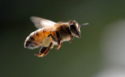 Abejas no son la única clave en la polinización de cultivos