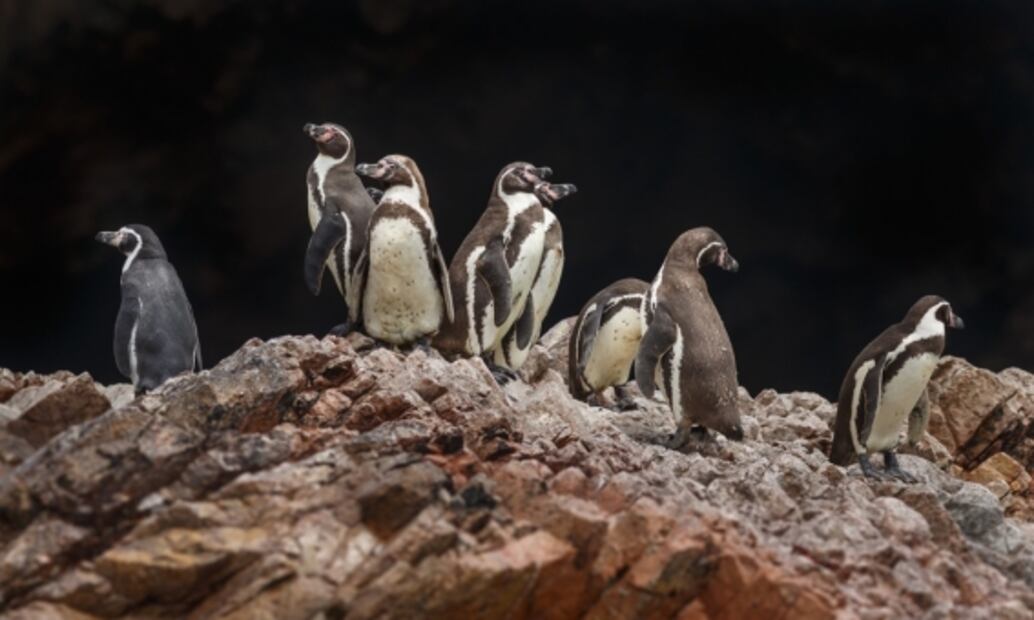 Paracas: qué ver y hacer en esta maravilla natural de Perú