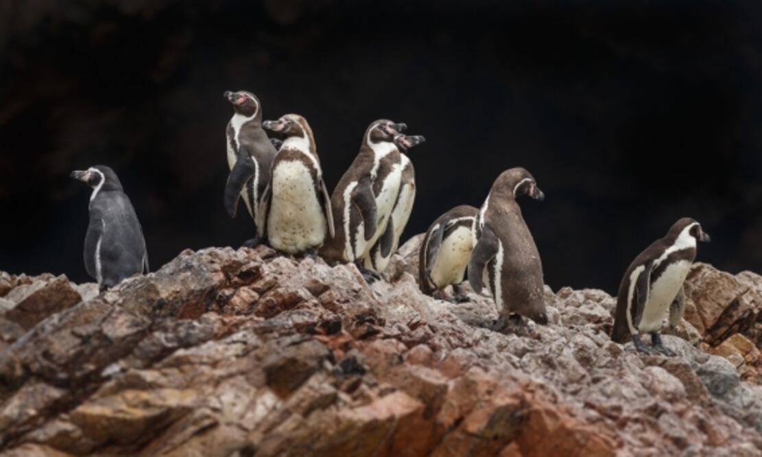 Pingüinos de Magallanes. Foto: Archivo EL UNIVERSAL