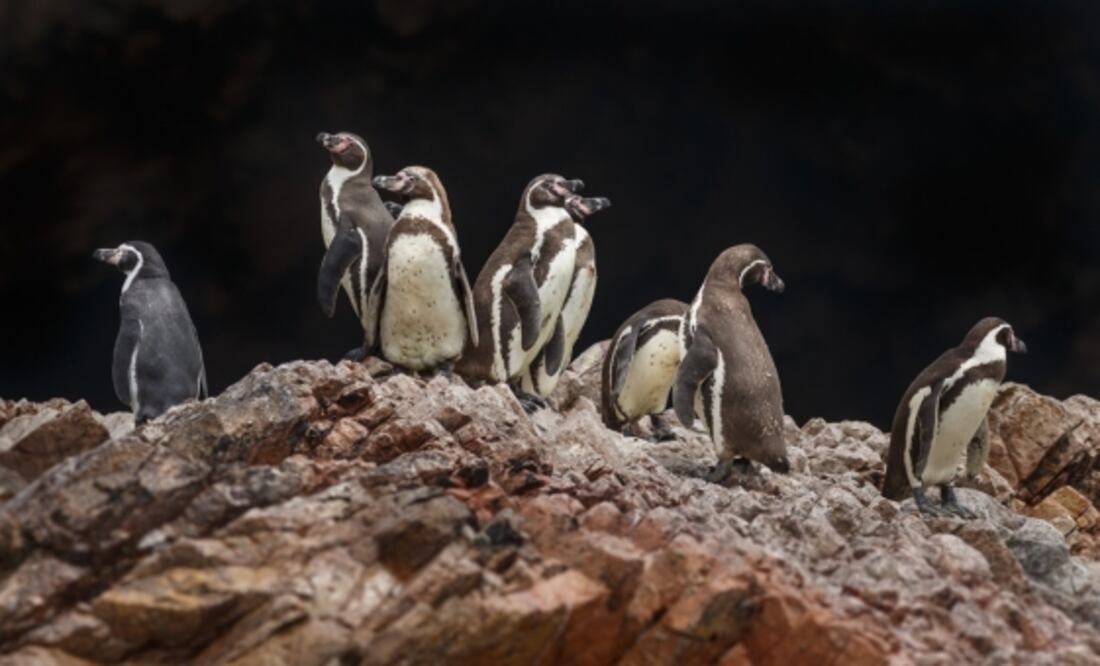 Pingüinos de Magallanes. Foto: Archivo EL UNIVERSAL