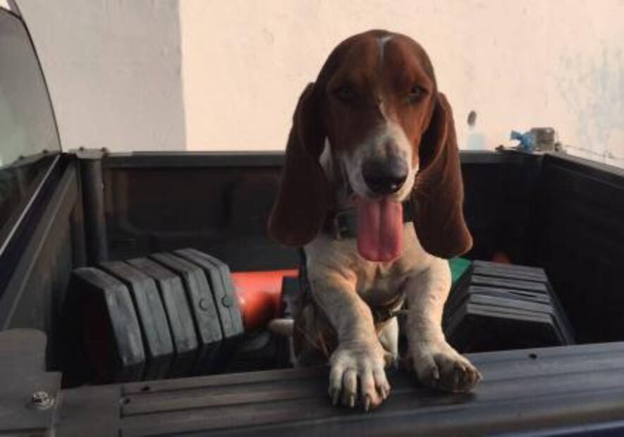 Policía Federal rescata a perro en carretera de Michoacán