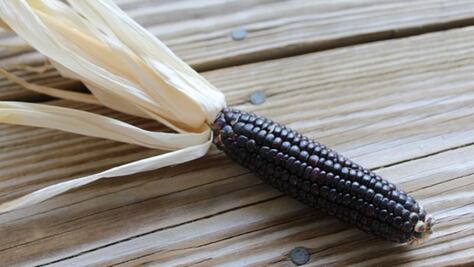 Aprende cómo se hace el atole de nalga