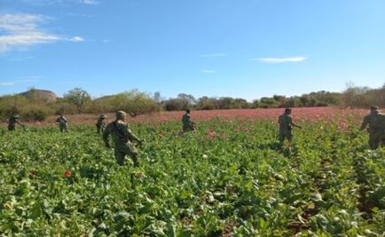 Mantienen 6 estados producción de opio