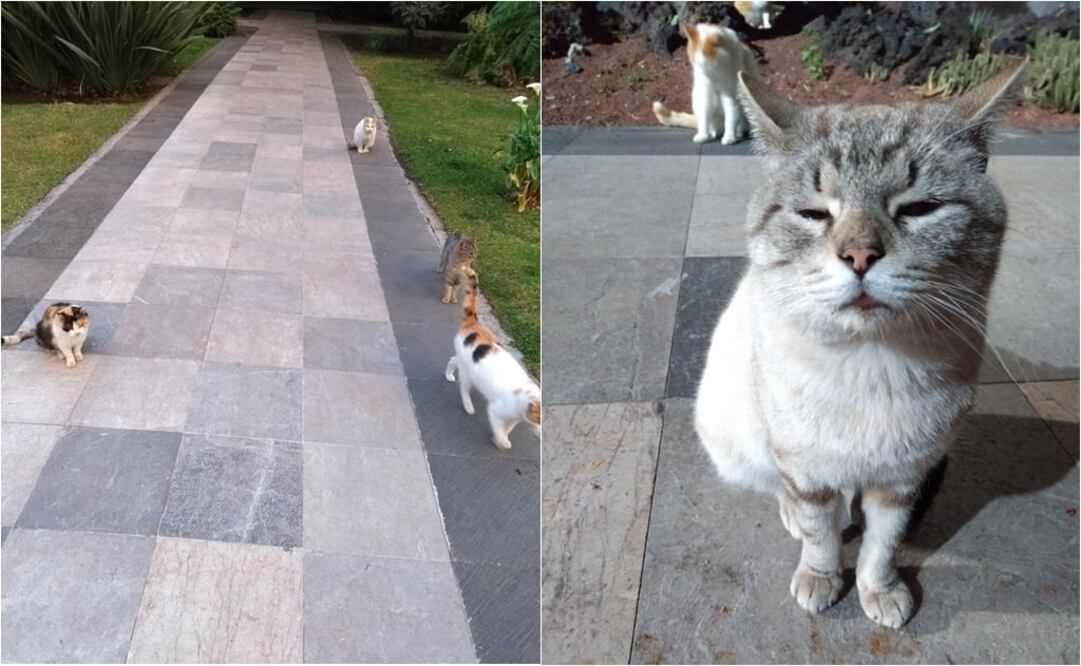 Fotografías: Tomadas de Twitter @Carmen_Hern