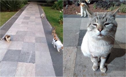 Gobierno de AMLO quiere sacar a gatos de Palacio Nacional, denuncian