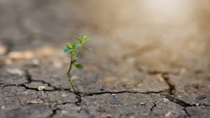 Plantar árboles no basta