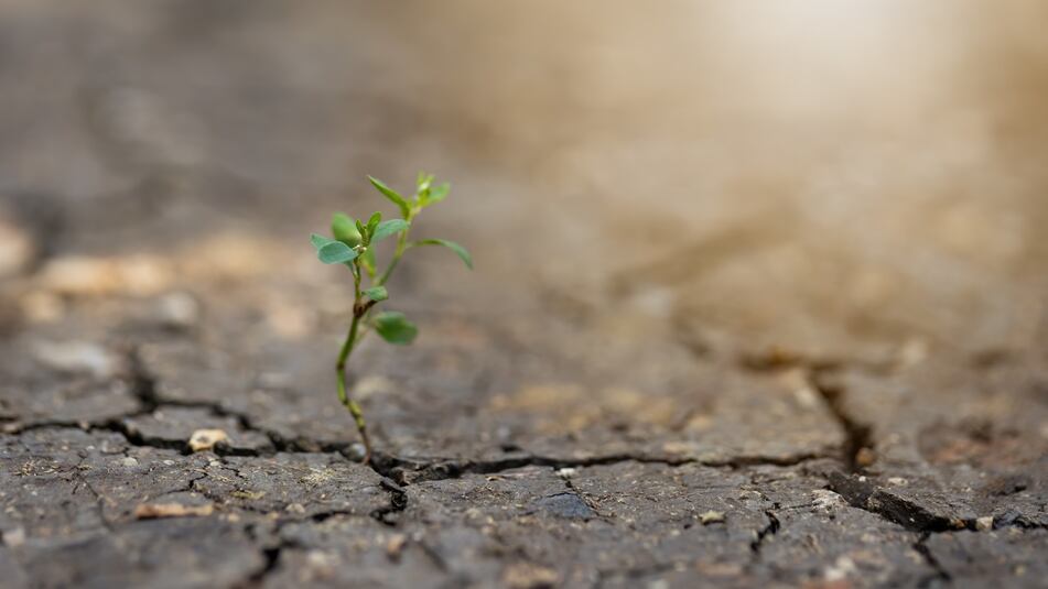 Una plántula emerge en medio de un suelo agrietado por la sequía. El Gobierno federal anunció una meta acumulada de 15.5 millones de plantas en 32 mil 764 hectáreas durante 2025 y 2026; el desafío será medir cuántas sobreviven y si los ecosistemas recuperan sus funciones. Crédito: Envato.