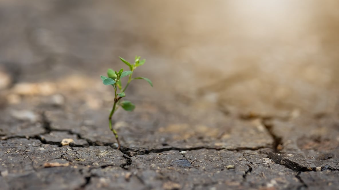 Una plántula emerge en medio de un suelo agrietado por la sequía. El Gobierno federal anunció una meta acumulada de 15.5 millones de plantas en 32 mil 764 hectáreas durante 2025 y 2026; el desafío será medir cuántas sobreviven y si los ecosistemas recuperan sus funciones. Crédito: Envato.