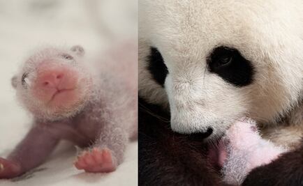 Nacen dos cachorros de panda gigante en zoológico de Berlín 