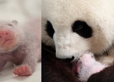 Nacen dos cachorros de panda gigante en zoológico de Berlín