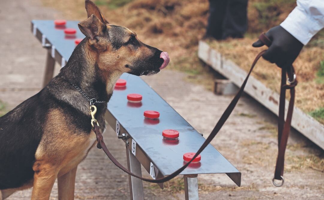 Caninos fueron adiestrados en el centro del Servicio Nacional de Sanidad, Inocuidad y Calidad Agroalimentaria para detectar al gusano. Foto: de Berenice Fregoso. El universal