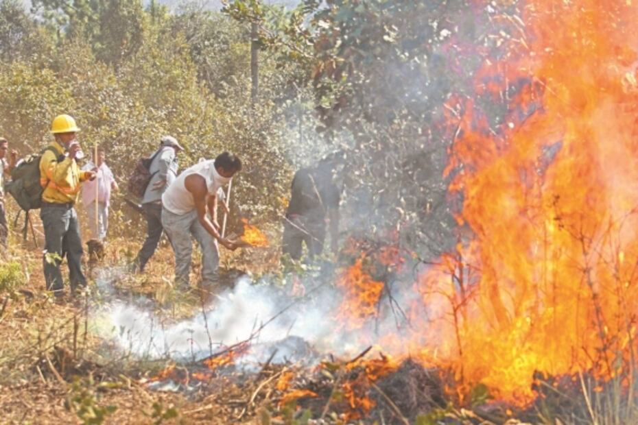 Incendios en bosques dejan en emergencia a cinco municipios
