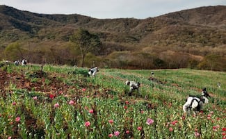 Habitantes de la Sierra de Guerrero retienen a militares para evitar destrucción de plantíos de amapola; exigen programas sociales y obras