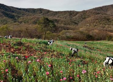 Guardia Nacional localiza y destruye seis plantíos de amapola en Durango