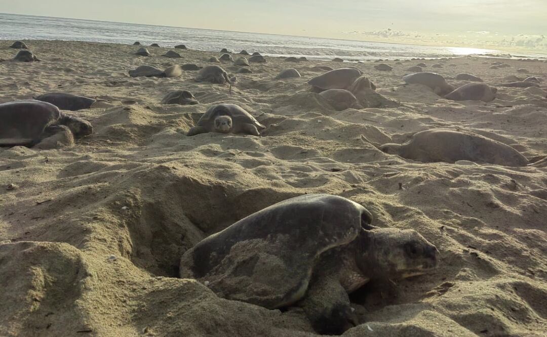 El santuario en Santa María Tonameca, en la Costa de Oaxaca, es considerado el más importante de México y el mundo