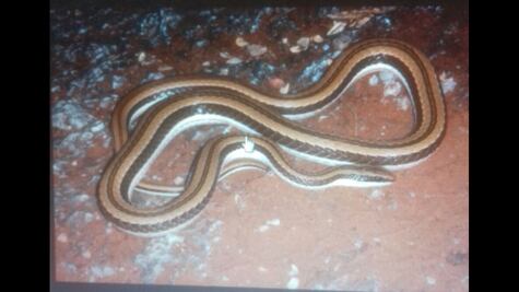 Víbora muerde a hombre en los testículos en Chiapas 