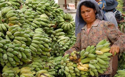 Por inflación y Covid aumentan apoyos agrícolas en el mundo; México, por debajo del promedio: OCDE