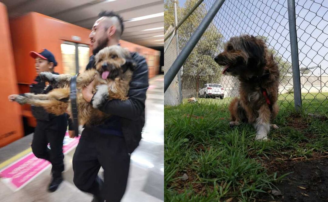 Nina tiene aproximadamente 2 años de edad. Su pelaje predominante es de color café y por su carácter juguetón y cariñoso es indudable que puede ser una gran amiga para niñas y niños e incluso para adultos. Fotos: Especiales