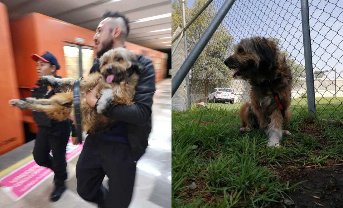 Nina tiene aproximadamente 2 años de edad. Su pelaje predominante es de color café y por su carácter juguetón y cariñoso es indudable que puede ser una gran amiga para niñas y niños e incluso para adultos. Fotos: Especiales