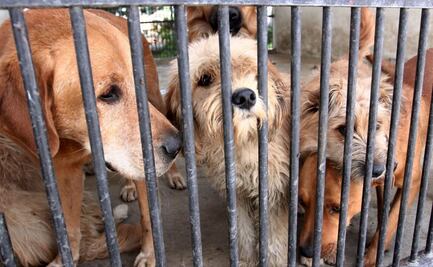 Avanza dictamen que propone multas de hasta 3 mil pesos por abandonar a perros o gatos en la calle 