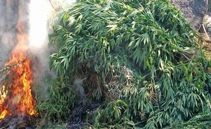PGR destruye más de 11 toneladas de mariguana en Tamaulipas
