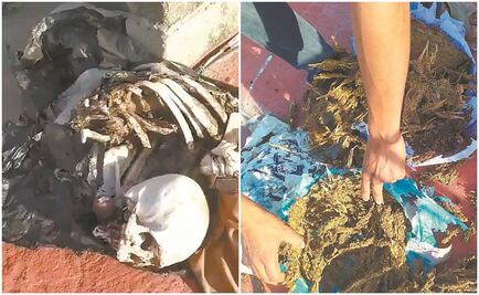 Hallan osamenta en techo de agencia de investigaciones