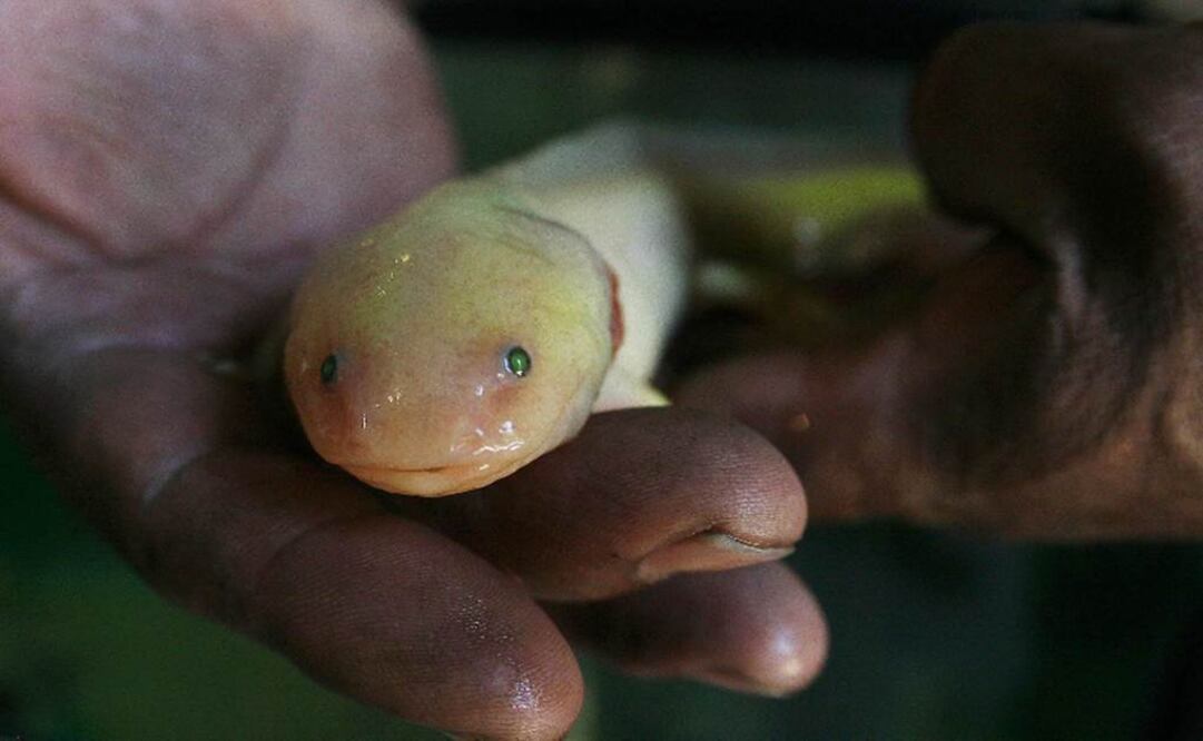 Los anfibios serán expuestos a una jaula con mayor espacio y con monitoreo directo luego de la primera etapa de sobrevivencia en el hábitat. Foto: Archivo EL UNIVERSAL