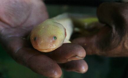 Ajolotes tendrán su primer albergue