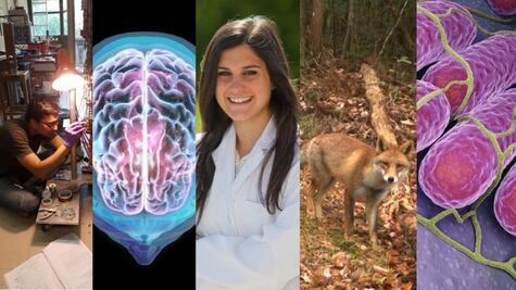 Cinco buenas noticias científicas que no tienen nada que ver con el Covid-19