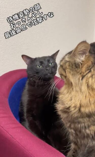 Meme viral gato disociado. / Foto: Captura de video.