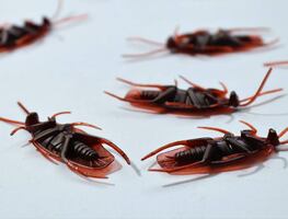 ¿Qué significa encontrar cucarachas con las patas hacia arriba?