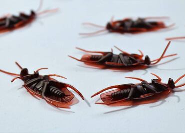 ¿Qué significa encontrar cucarachas con las patas hacia arriba?