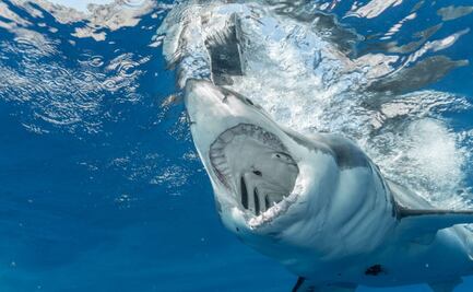 Tiburón se traga cámara de 360 grados y da un vistazo de su interior